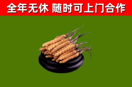 富锦市回收冬虫夏草
